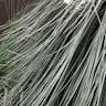 Grass tree (Xanthorrhoea glauca)-i