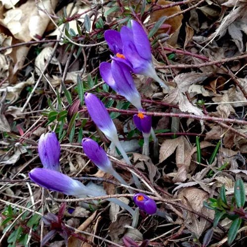 Spring crocus (Crocus vernus)-i