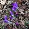 Spring crocus (Crocus vernus)-i