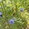 Blue thimble-flower (Gilia capitata)-i