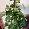 オウゴンカズラ（黄金葛） (Epipremnum aureum)-i