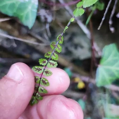 チャセンシダ（茶筅羊歯） (Asplenium trichomanes)-i