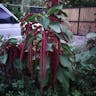 ベニヒモノキ（紅紐木） (Acalypha hispida)-i