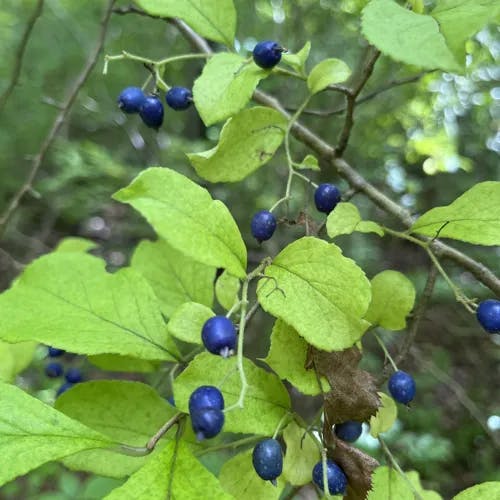 クロミノニシゴリ（黒実の錦織木） (Symplocos paniculata)-i