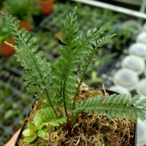 ヒノキシダ（檜羊歯） (Asplenium prolongatum)-i