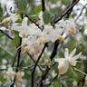 アンソクコウノキ（安息香木） (Styrax benzoin)-i