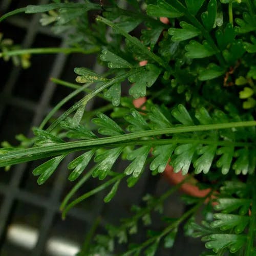 ヒノキシダ（檜羊歯） (Asplenium prolongatum)-i