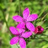 ノハラナデシコ（野原撫子） (Dianthus armeria)-i