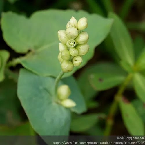 イシミカワ（石見川） (Persicaria perfoliata)-i