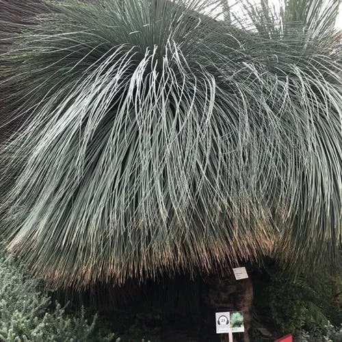 Grass tree (Xanthorrhoea glauca)-i