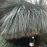 Grass tree (Xanthorrhoea glauca)-i