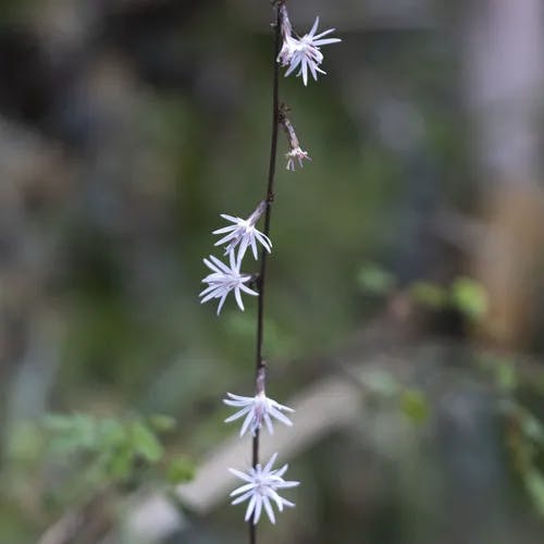 テイショウソウ（禎祥草） (Ainsliaea cordifolia)-i