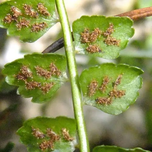 アオチャセンシダ（青茶筅シダ） (Asplenium viride)-i