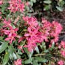 New south wales christmasbush (Ceratopetalum gummiferum)-i