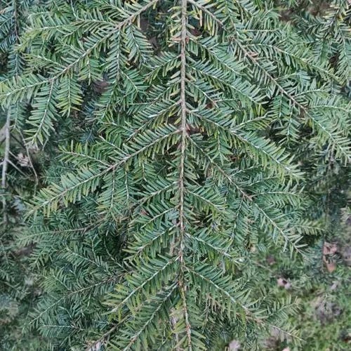 カナダツガ（加奈陀栂） (Tsuga canadensis)-i