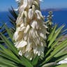 Spanish dagger (Yucca faxoniana)-i