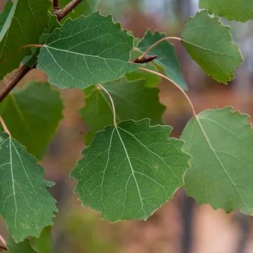 European aspen (Populus tremula)-i