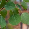 European aspen (Populus tremula)-i