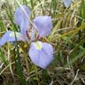 カンザキアヤメ（寒咲菖蒲） (Iris unguicularis)-i