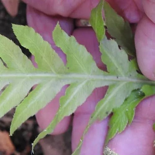 Giant chain fern (Woodwardia fimbriata)-i