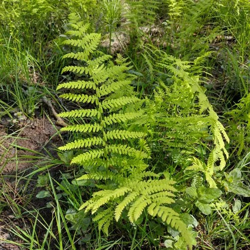 ヒメシダ（姫羊歯） (Thelypteris palustris)-i