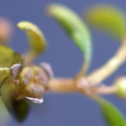 ミゾハコベ（溝繁縷） (Elatine triandra)-i