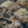 Camphorwood (Tarchonanthus camphoratus)-i