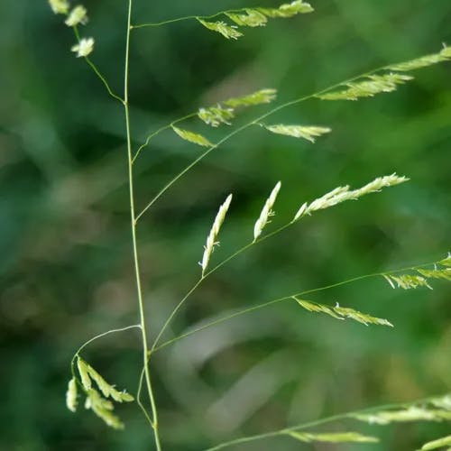 エゾノサヤヌカグサ（蝦夷鞘糠草） (Leersia oryzoides)-i