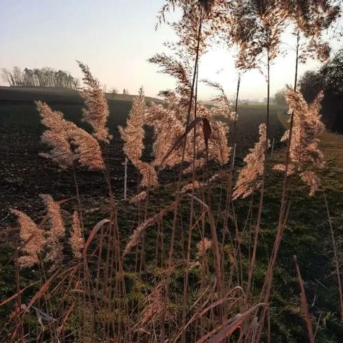 ヨシ（葦・蘆・葭） (Phragmites australis)-i