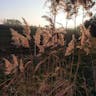 ヨシ（葦・蘆・葭） (Phragmites australis)-i