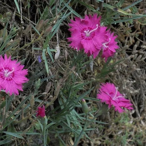 Cheddar pink (Dianthus gratianopolitanus)-i