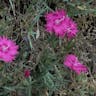 Cheddar pink (Dianthus gratianopolitanus)-i