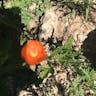 Apricot globe-mallow (Sphaeralcea ambigua)-i