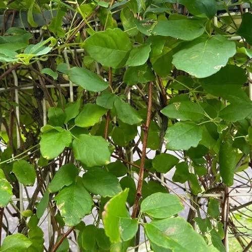 ミツバアケビ（三葉木通） (Akebia trifoliata)-i