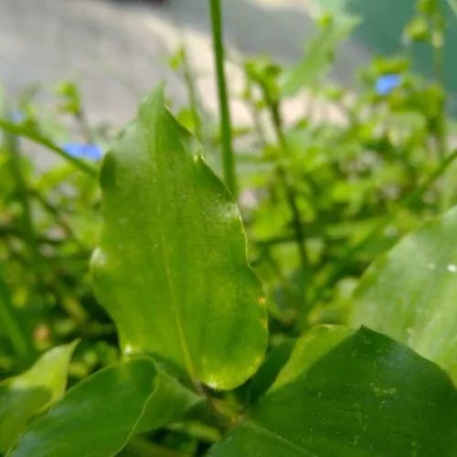 マルバツユクサ（丸葉露草） (Commelina benghalensis)-i
