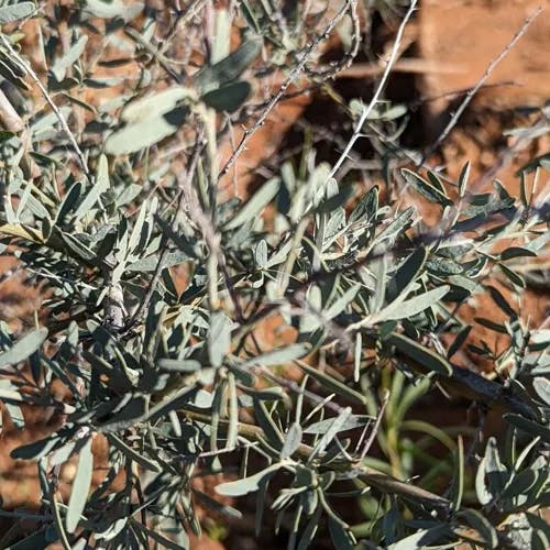 Acacia-bush (Acacia victoriae)-i