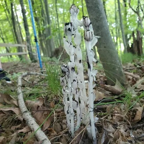 ギンリョウソウモドキ（銀龍草擬） (Monotropa uniflora)-i