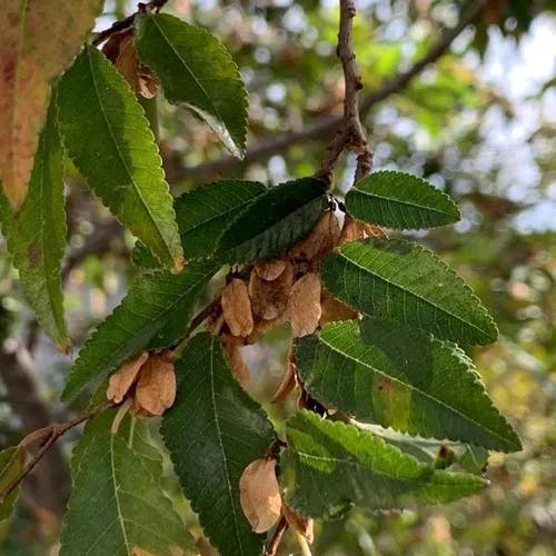 アキニレ（秋楡） (Ulmus parvifolia)-i