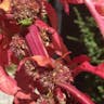 ヒユナ（莧菜） (Amaranthus tricolor)-i