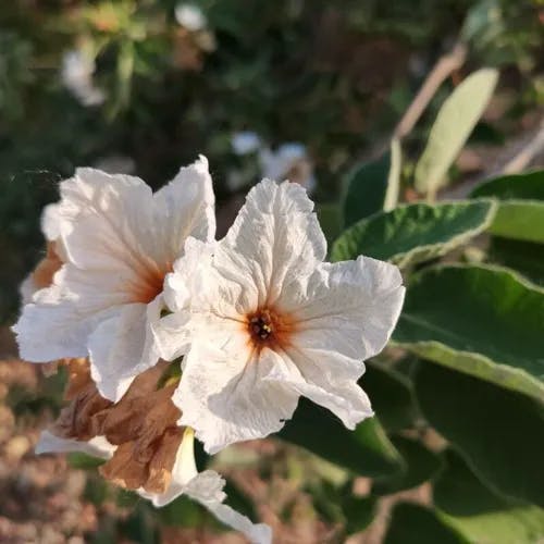 Mexican-olive (Cordia boissieri)-i