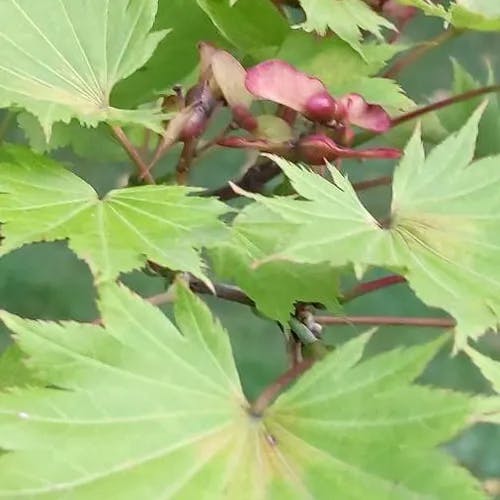 オオイタヤメイゲツ（大板屋名月） (Acer shirasawanum)-i