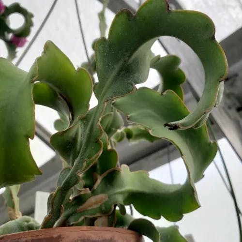 Climbing cactus (Epiphyllum hookeri)-i