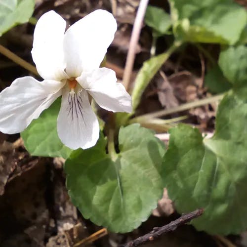 マルバスミレ（丸葉菫） (Viola keiskei)-i