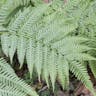 ナチシダ（那智羊歯） (Pteris wallichiana)-i