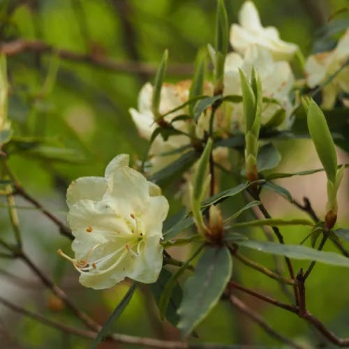 ヒカゲツツジ（日陰躑躅） (Rhododendron keiskei)-i