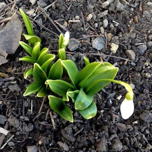 スノードロップ (Galanthus nivalis)-i