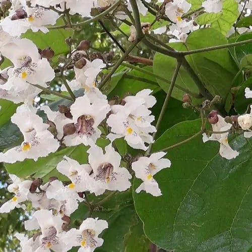 アメリカキササゲ（亜米利加木豆豇） (Catalpa bignonioides)-i