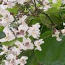 アメリカキササゲ（亜米利加木豆豇） (Catalpa bignonioides)-i