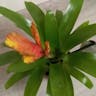 インコアナナス（鸚哥アナナス） (Vriesea carinata)-i