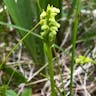 タカネトンボ（高嶺蜻蛉） (Platanthera chorisiana)-i